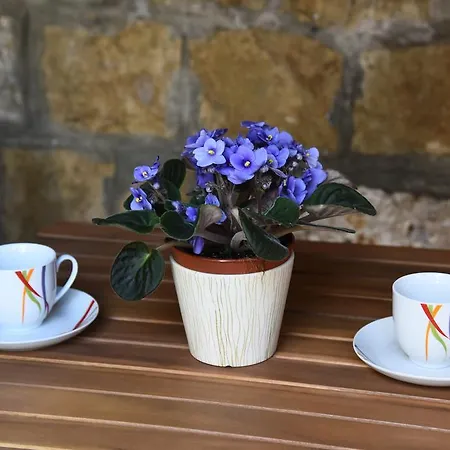 Lejlighed Downtown Korina *